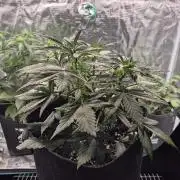 Eternity GrowCup 2026