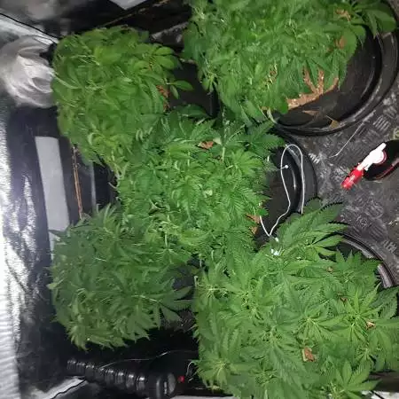 Chocolate Mint OG