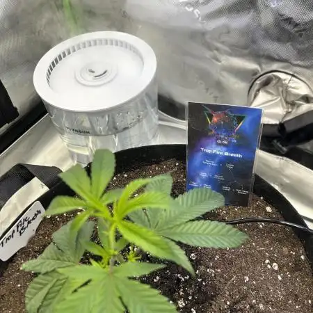 Trop Fire Breath 2nd Indoor grow
