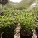 PottedGrowth 5x5 Harvest 