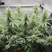 Gorilla Runtz - Living Soil