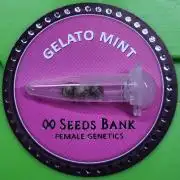 00seeds Gelato Mint - Couple of Plants