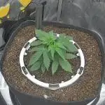 Humboldt Seed Company All Gas OG