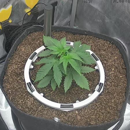 Humboldt Seed Company All Gas OG