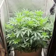 Gorilla Runtz - Living Soil