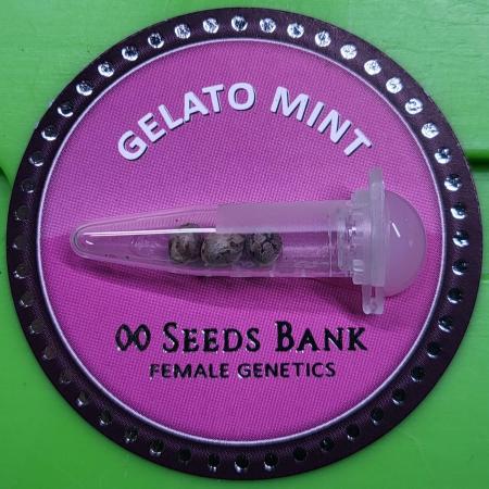 00seeds Gelato Mint - Couple of Plants