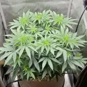 Gorilla Runtz - Living Soil