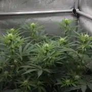 Gorilla Runtz - Living Soil