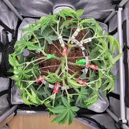 Humboldt Seed Company All Gas OG