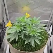 Gorilla Runtz - Living Soil