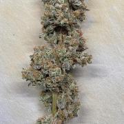 00seeds Gelato Mint - Couple of Plants