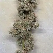 00seeds Gelato Mint - Couple of Plants