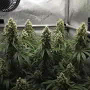 Gorilla Runtz - Living Soil