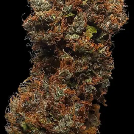 Zamnesia Runtz Auto