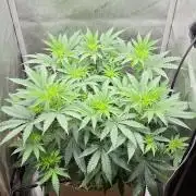 Gorilla Runtz - Living Soil