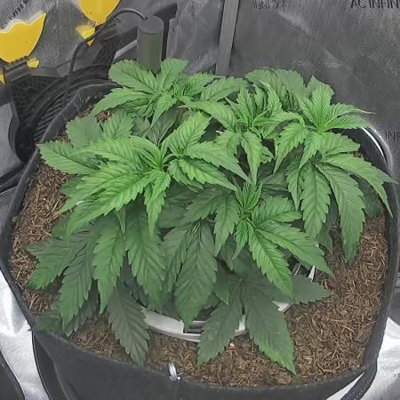 Humboldt Seed Company All Gas OG