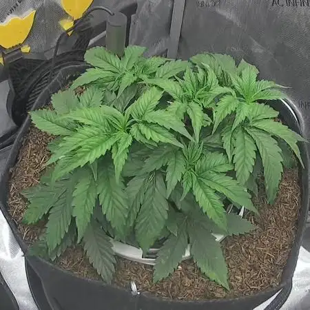 Humboldt Seed Company All Gas OG