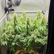 Gorilla Runtz - Living Soil