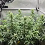 Gorilla Runtz - Living Soil