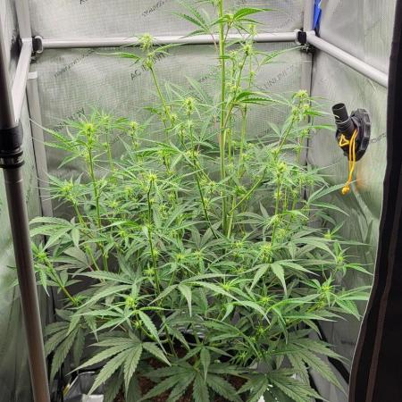Zamnesia Runtz Auto