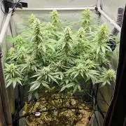 Gorilla Runtz - Living Soil