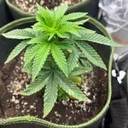 Green House Classics - Bubba Kush