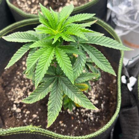 Green House Classics - Bubba Kush