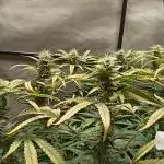 Kosher Cake Auto by 420FastBuds