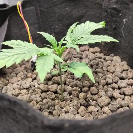 Rainbow Choclate XXL – Sensi Seeds