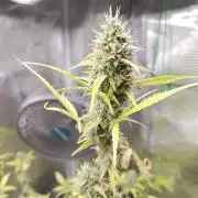 White Diesel Haze Automatic