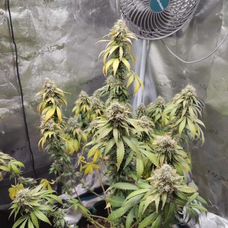 Sensi Seeds – Northern Lights (fem)