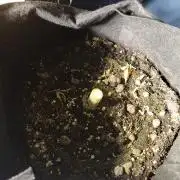 Fast Buds - Mexican Airlines Auto