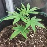 Big Bud cutlings
