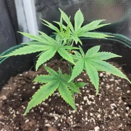 Big Bud cutlings