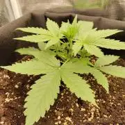 Sensi Seeds - Sticky Orange XXL Auto