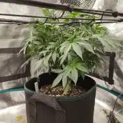 Black Domina Feminized – Sensi Seeds