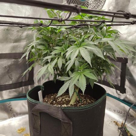 Black Domina Feminized – Sensi Seeds