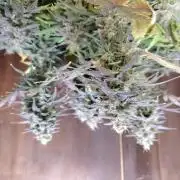 Fast Buds – Mexican Airlines