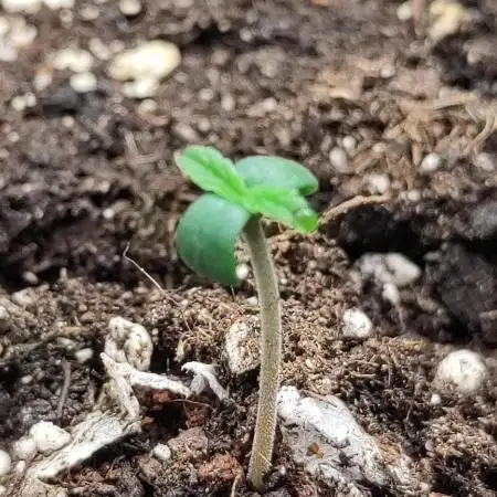 Sensi Seeds – Sticky Orange XXL Auto