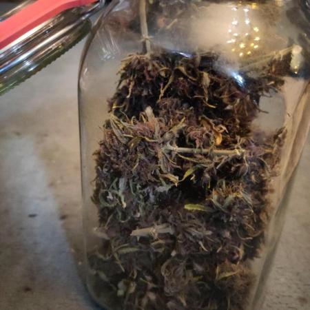 Fast Buds – LSD 25 Auto