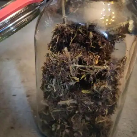Fast Buds – LSD 25 Auto