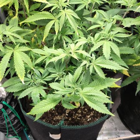 White Widow Cutling #1