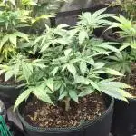 White Widow Cutling #1