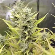 Fast Buds – Jack Herer