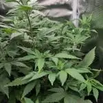 Sensi Seeds – Big Bud