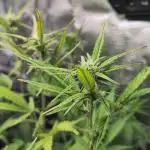 Fast Buds – Jack Herer Automatic