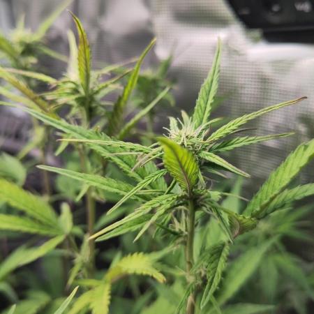 Fast Buds – Jack Herer Automatic