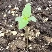 Sensi Seeds - Sticky Orange XXL Auto