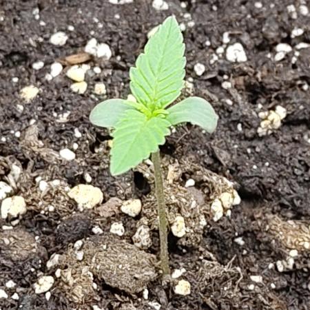 Sensi Seeds - Sticky Orange XXL Auto
