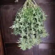 Black Domina Feminized – Sensi Seeds